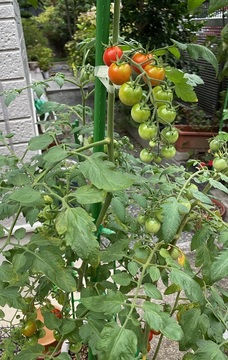 20230717_mini-tomato.jpg